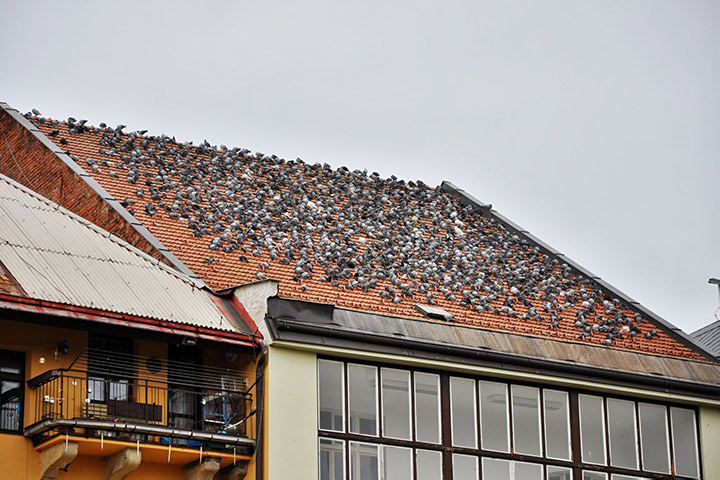 A2B Pest Control are able to install spikes to deter birds from roofs in Stockwell. 