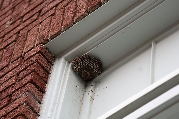 We provide a wasp nest removal service for domestic and commercial properties in Stockwell.